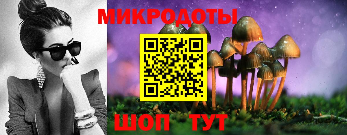 Галлюциногенные грибы Psilocybine cubensis Омск